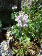 Image of Linaria verticillata subsp. anticaria (Boiss. & Reut.) L. Sáez & M. B. Crespo