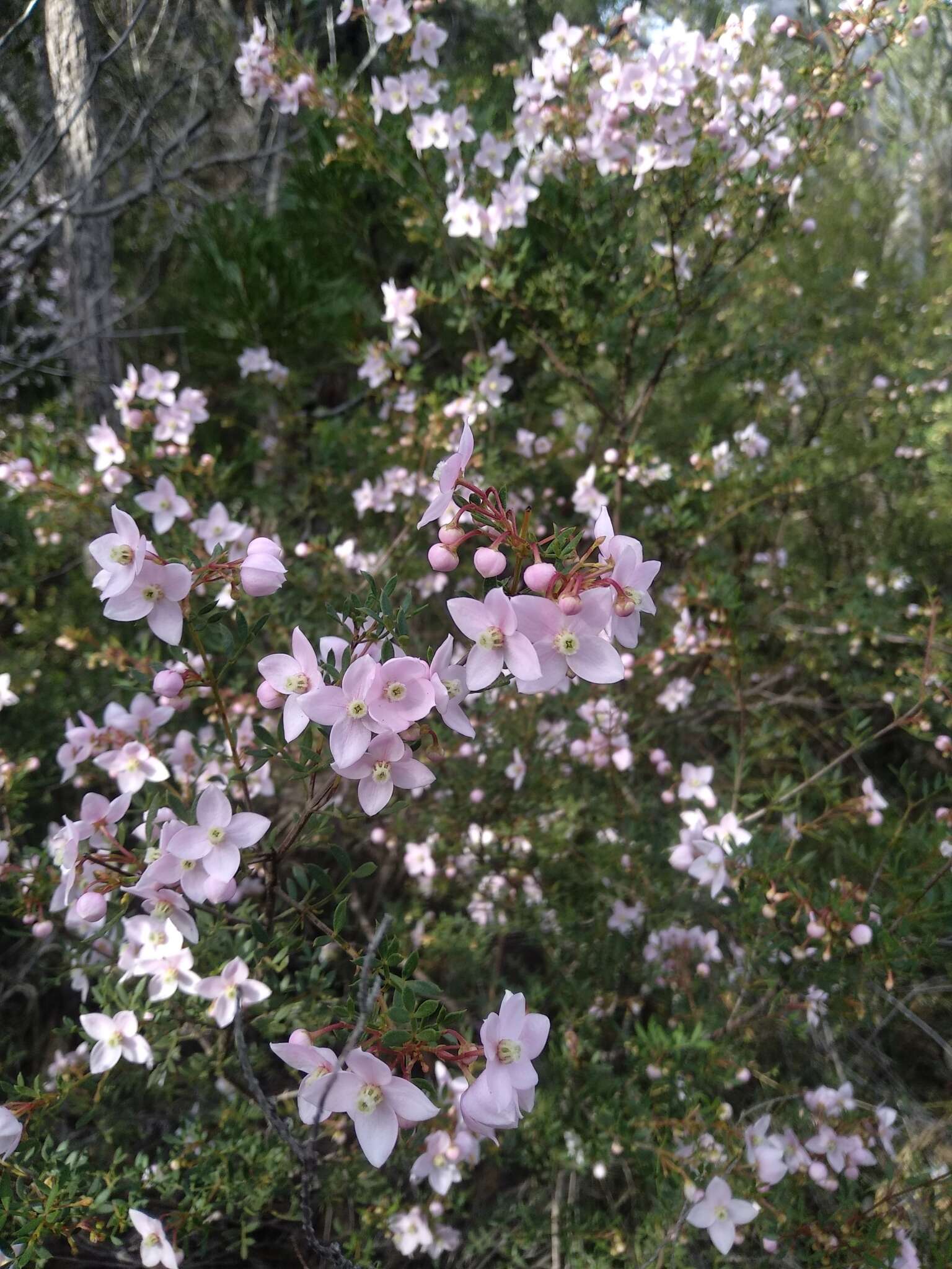 Image of Boronia floribunda Sieber ex Spreng.