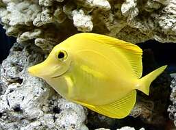 Image of Lemon Sailfin