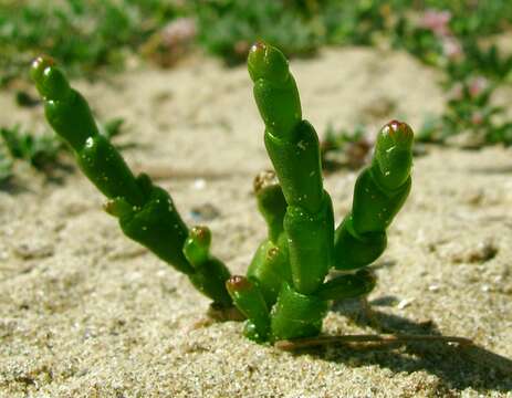 Image of glasswort