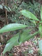 Imagem de Leptogomphus sauteri Ris 1912