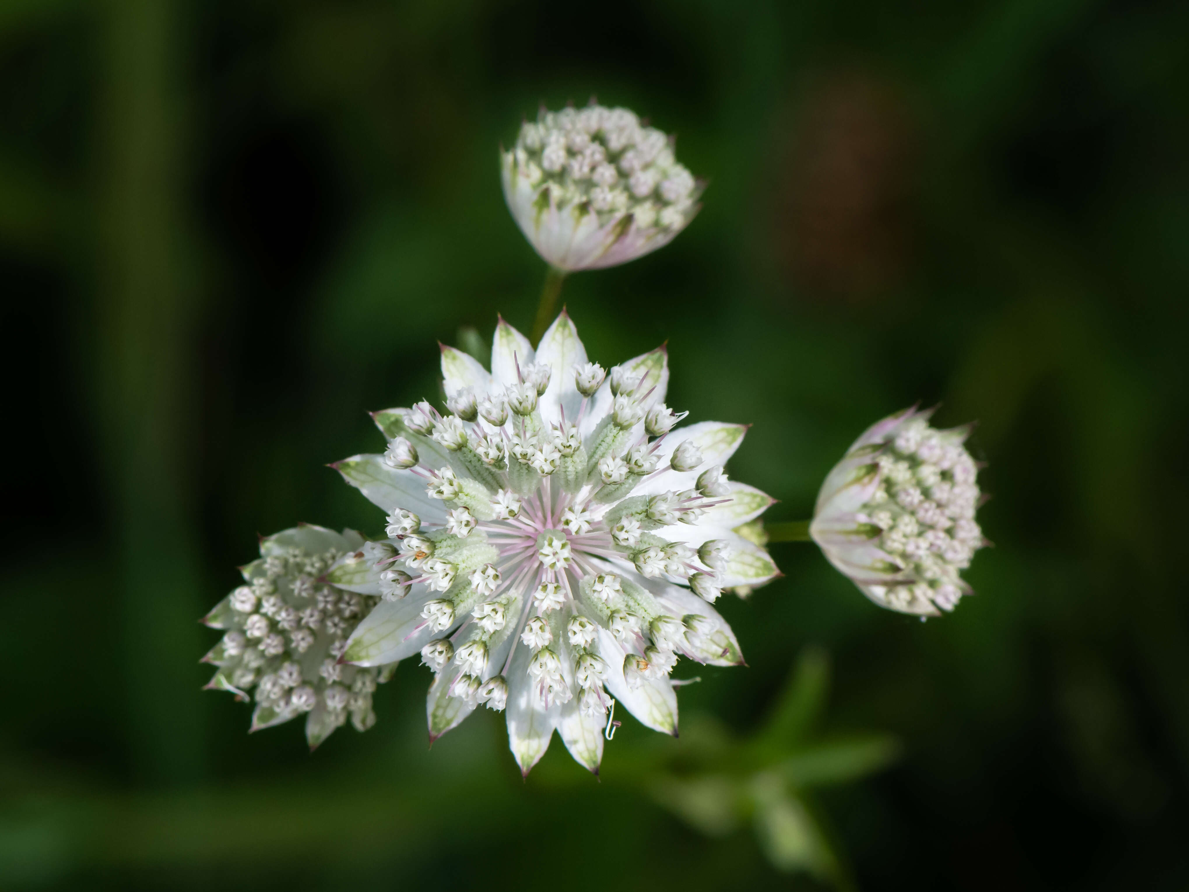 Imagem de Astrantia major L.