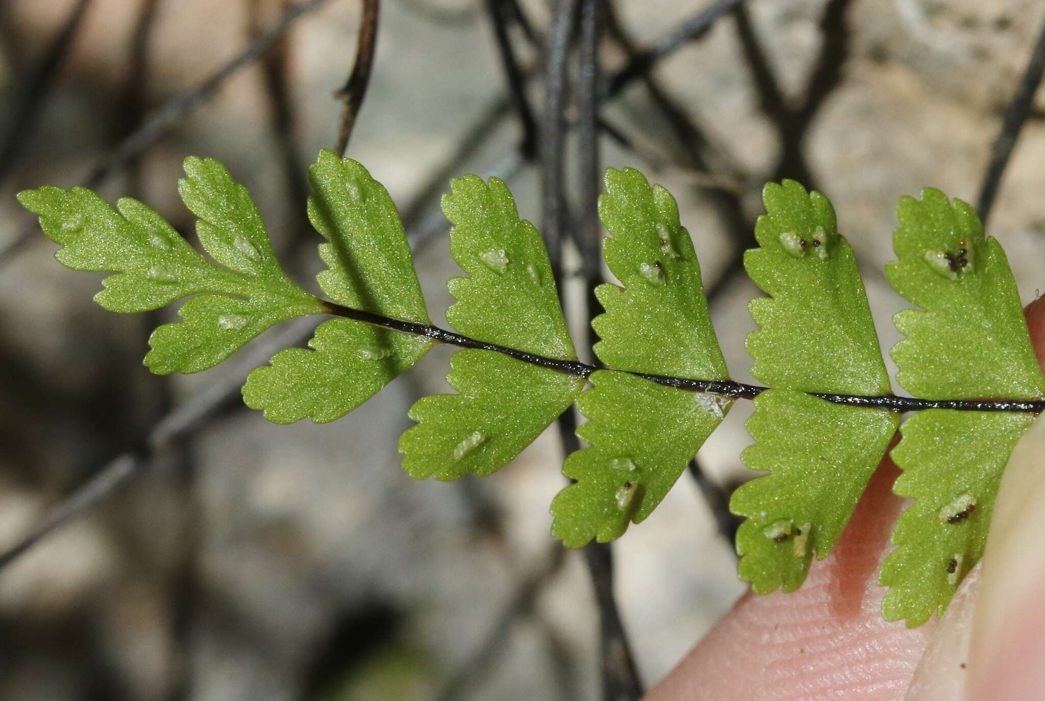 Plancia ëd Asplenium heterochroum Kunze