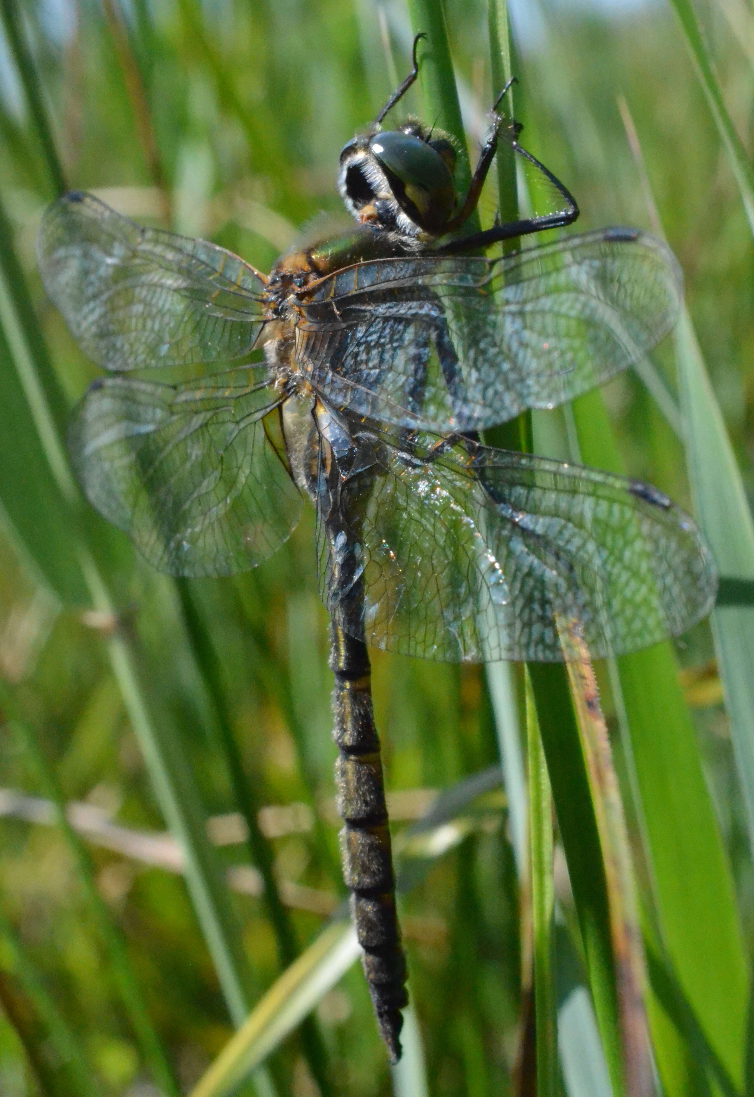 Image of Yellow-spotted Emerald