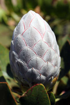 Imagem de Protea cynaroides (L.) L.