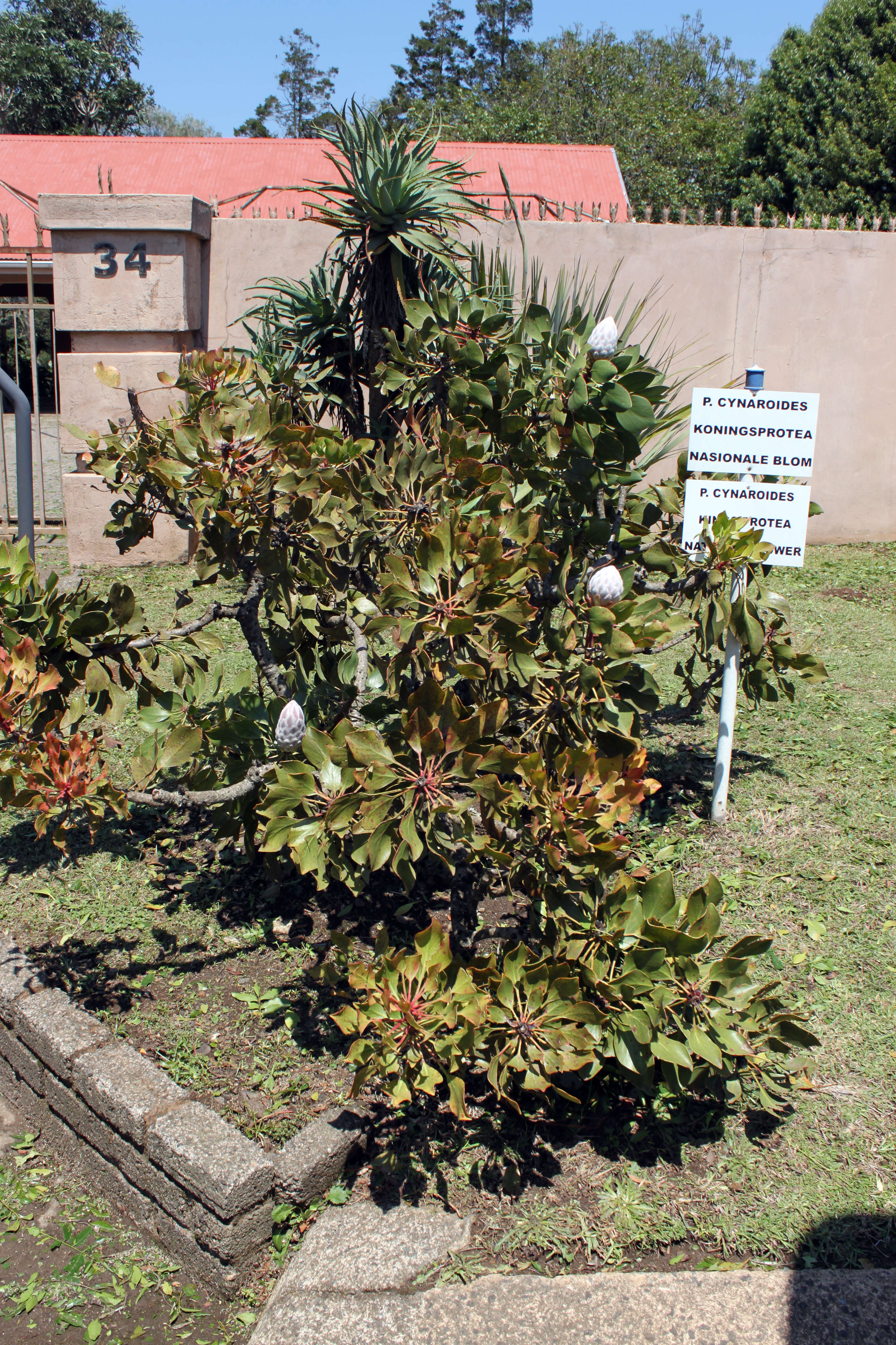 Imagem de Protea cynaroides (L.) L.