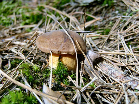 Imagem de Suillus variegatus (Sw.) Richon & Roze 1888