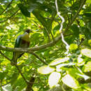 Image of Yellow-breasted Fruit Dove