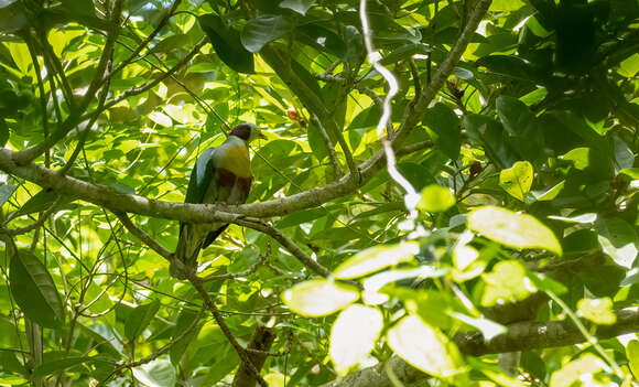 Image of Yellow-breasted Fruit Dove