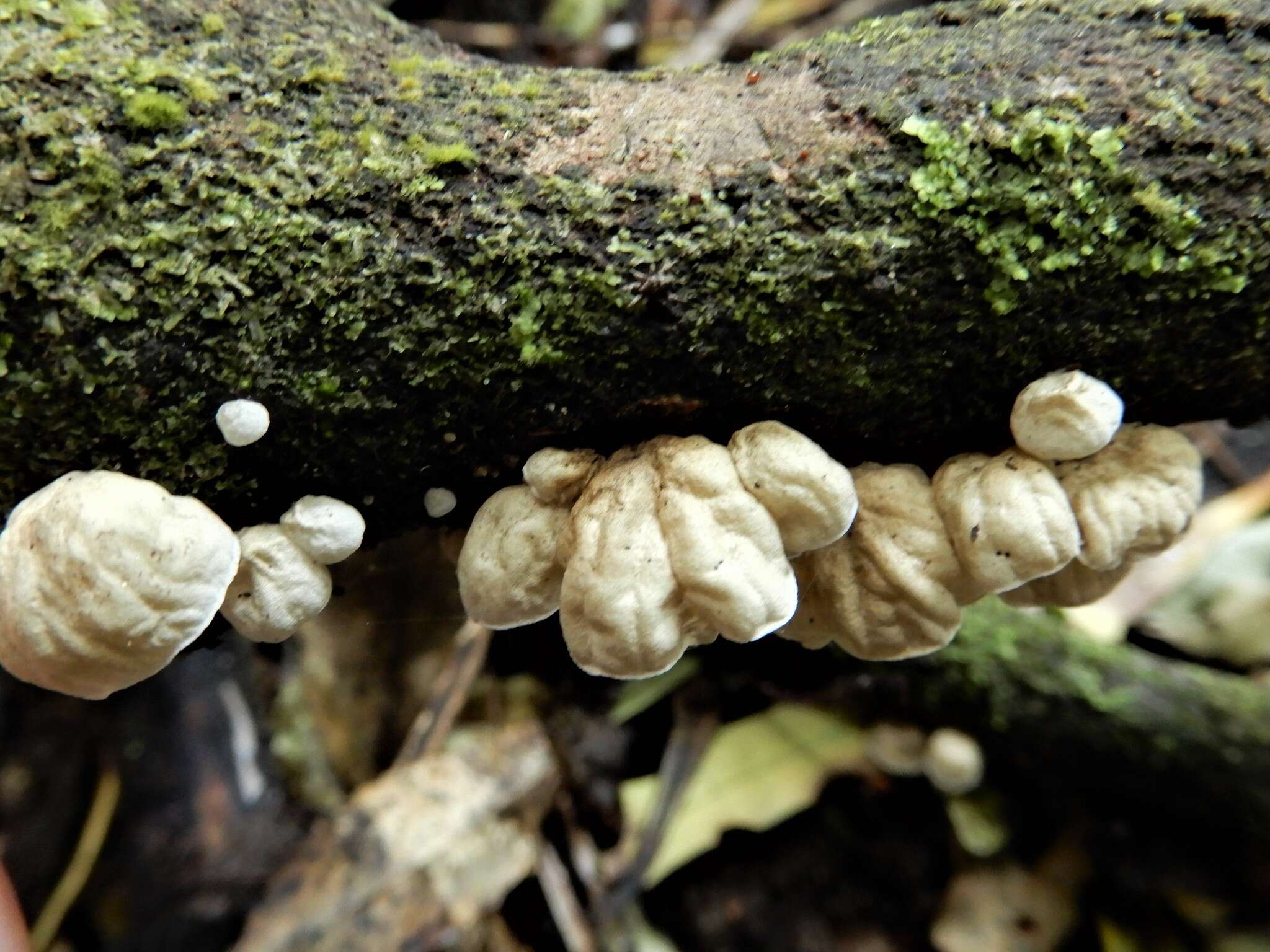 Image of Campanella tristis (G. Stev.) Segedin 1993