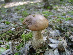 Image of Leccinum scabrum (Bull.) Gray 1821