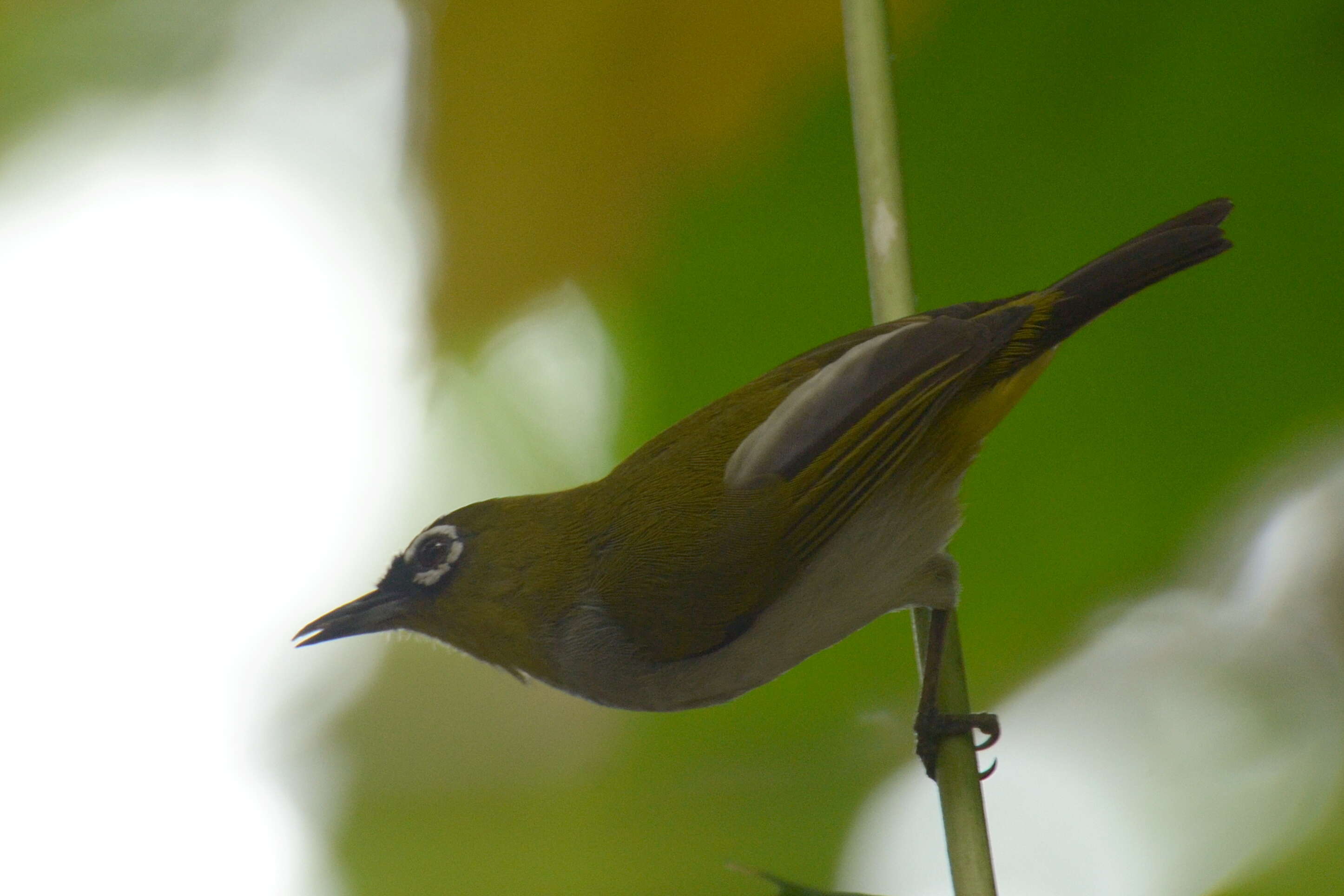 Image of Black-crowned White-eye