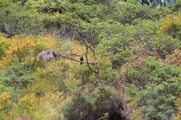 Image de Pigeon des lauriers