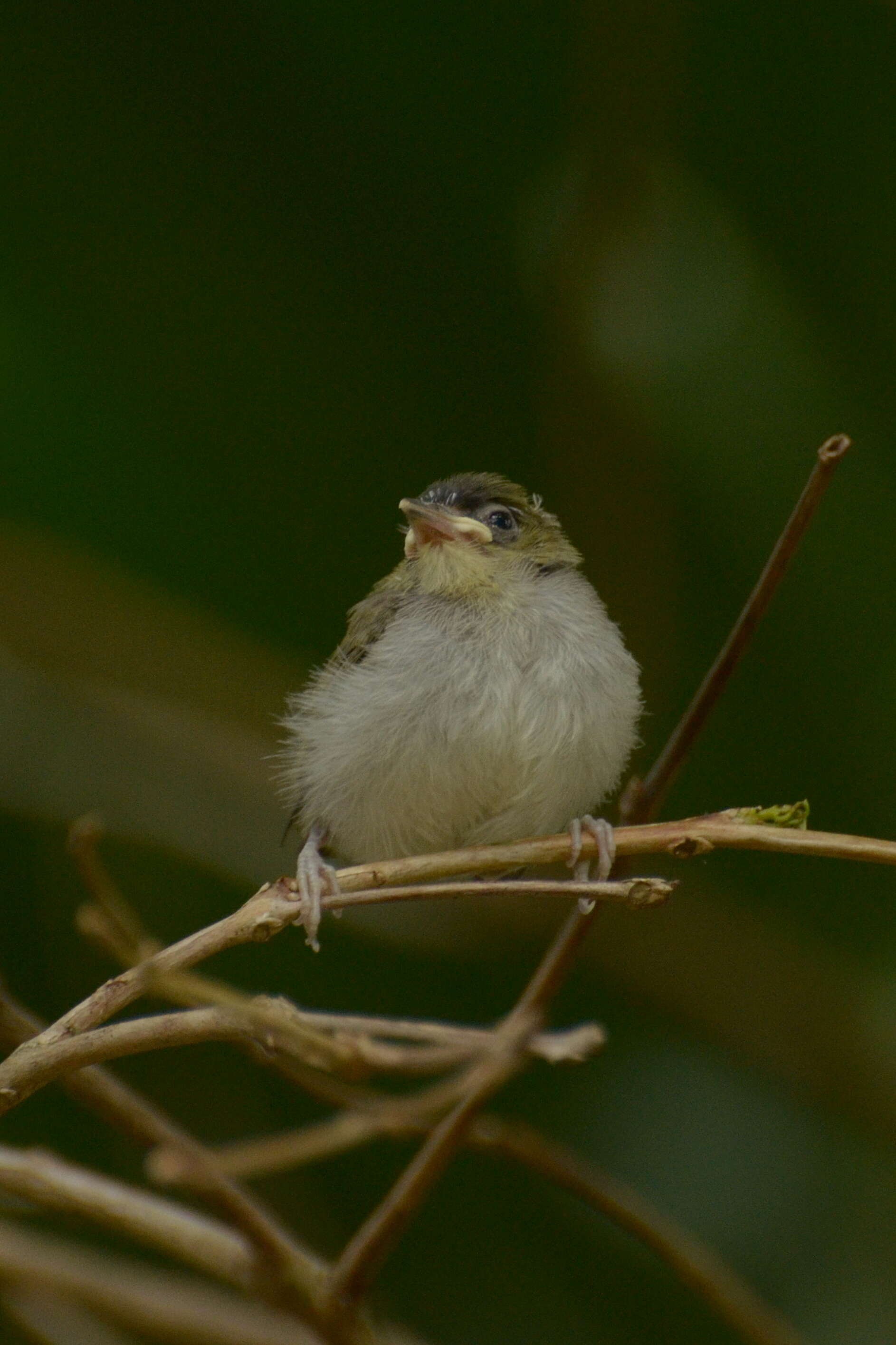 Image of Black-crowned White-eye