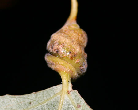 Image of Poplar Spiral-gall Aphid