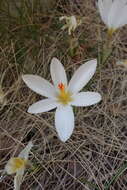 Image of Crocus malyi Vis.