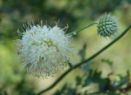 Image of Cephalaria ambrosioides (Sibth. & Sm.) Roem. & Schult.