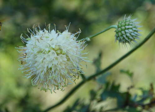 Image of Cephalaria ambrosioides (Sibth. & Sm.) Roem. & Schult.