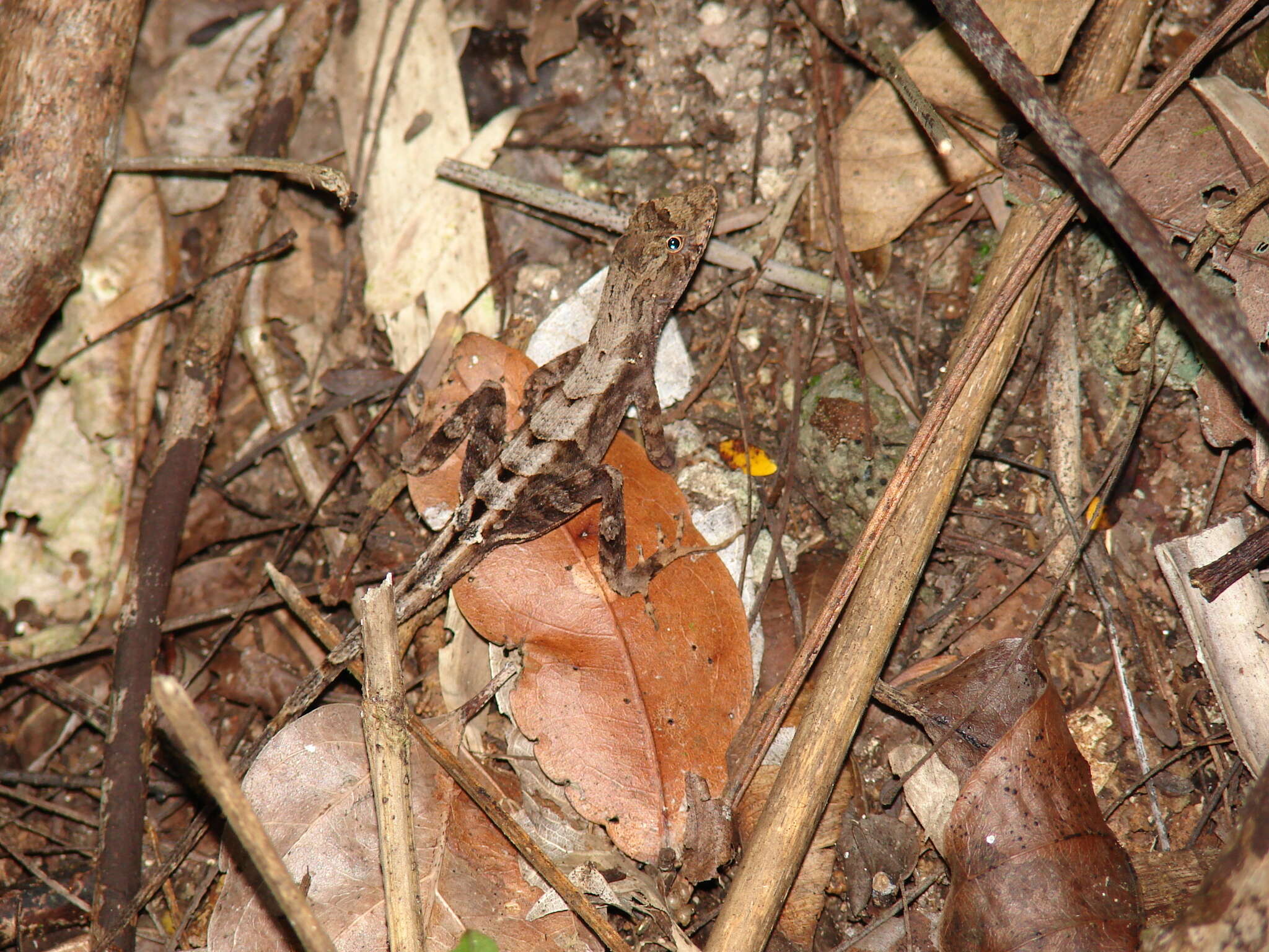 Plancia ëd Anolis tropidonotus Peters 1863