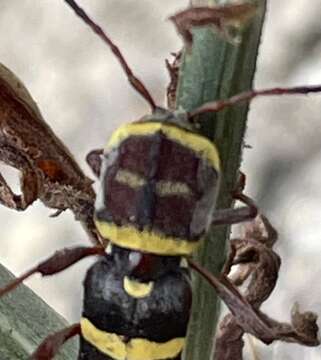 Image of Neoclytus magnus Schaeffer 1904