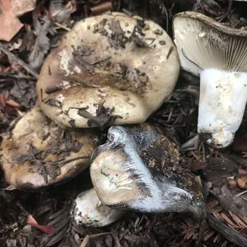 Image of Russula densifolia Secr. ex Gillet 1876