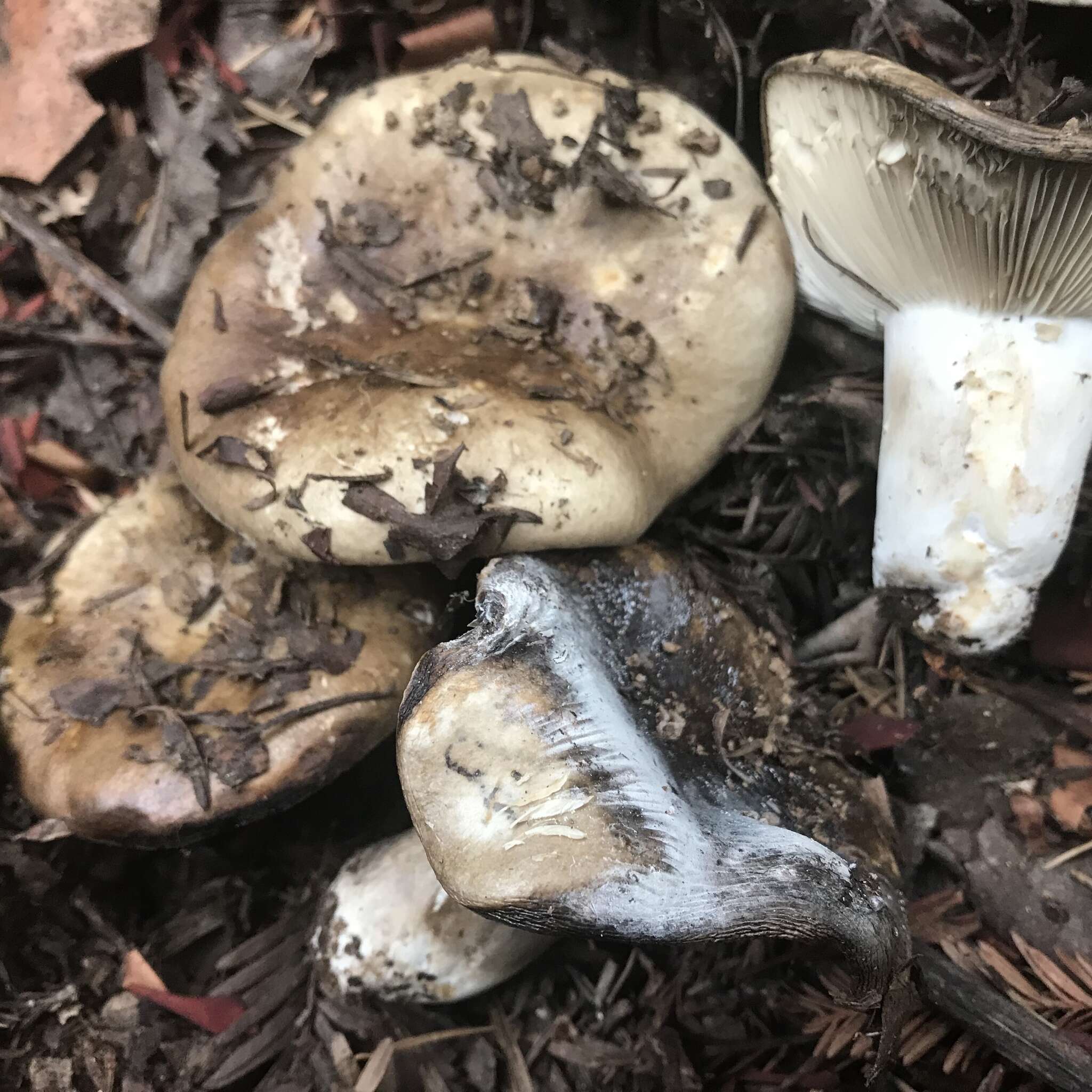 Image de Russula densifolia Secr. ex Gillet 1876