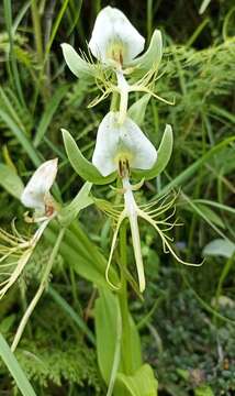 Слика од Habenaria intermedia D. Don