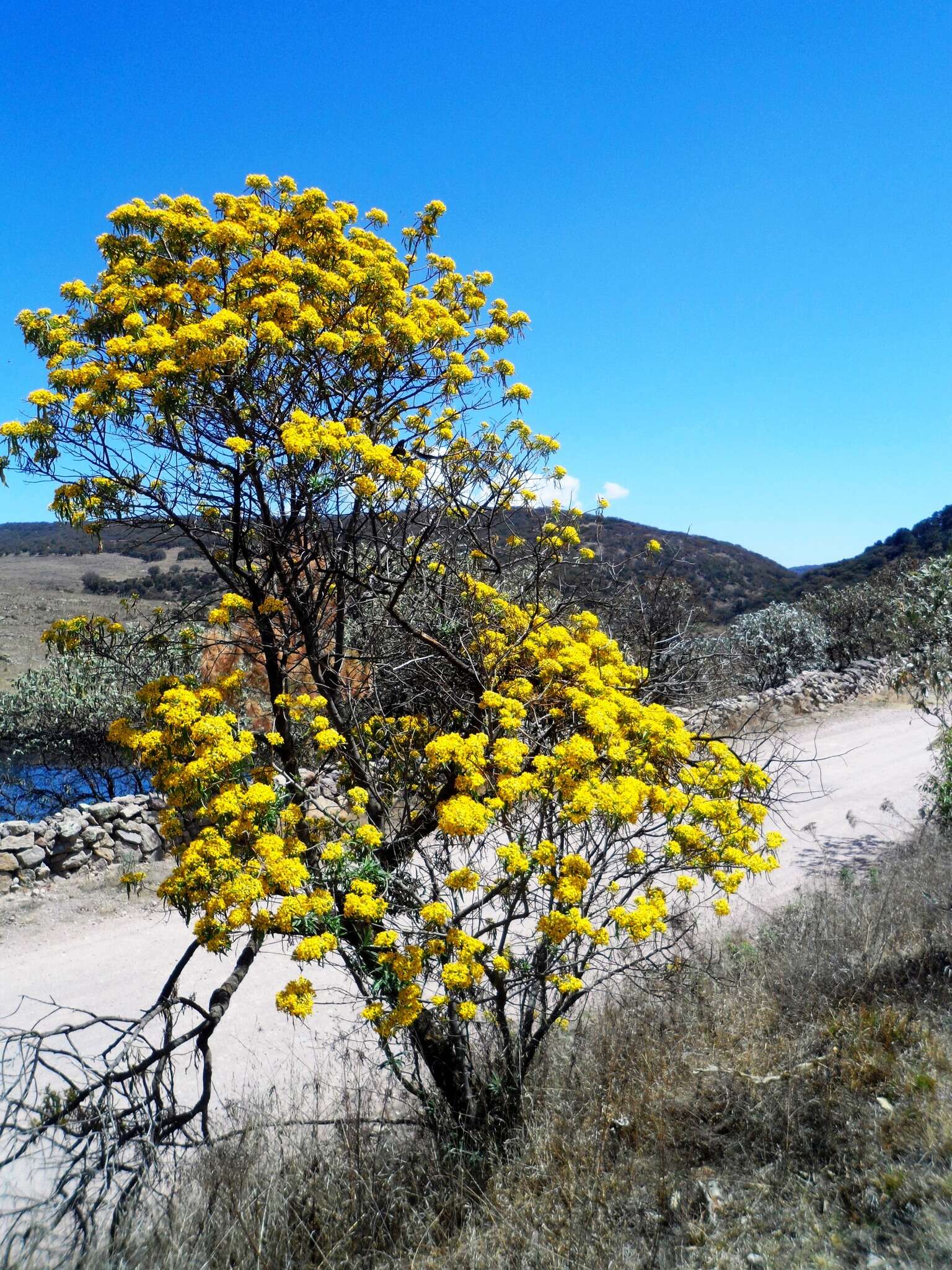 Image of willow ragwort