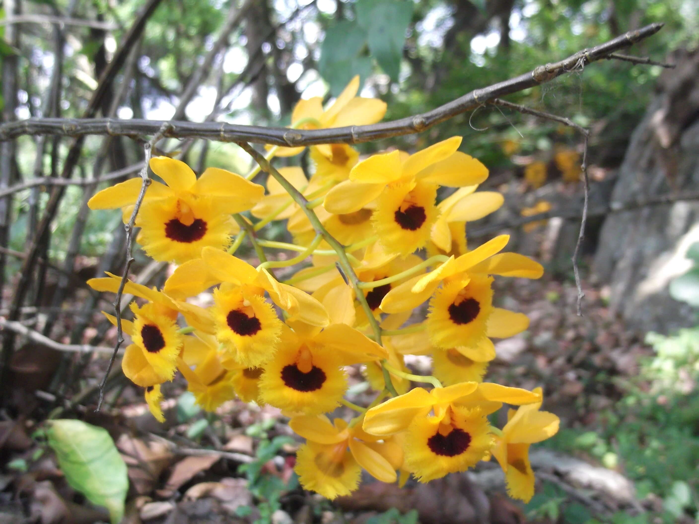 Imagem de Dendrobium fimbriatum Hook.