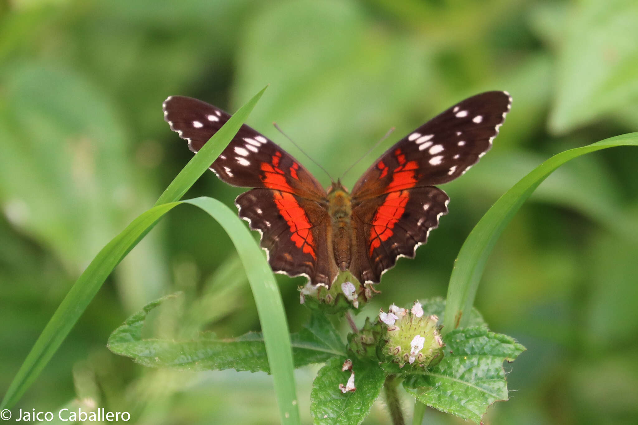 Plancia ëd Anartia amathea Linnaeus 1758