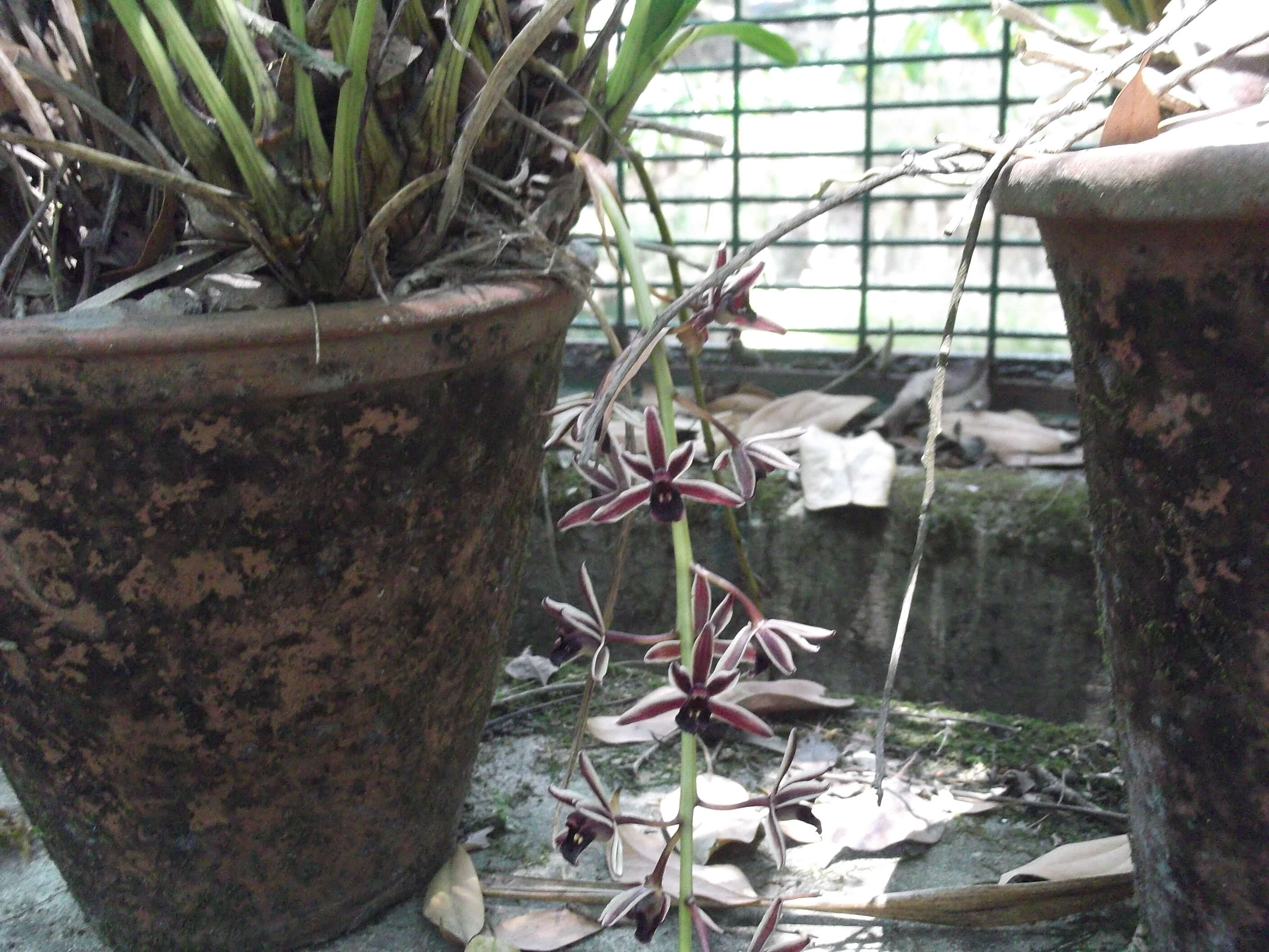 Imagem de Cymbidium aloifolium (L.) Sw.