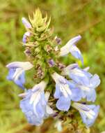 Imagem de Salvia uliginosa Benth.