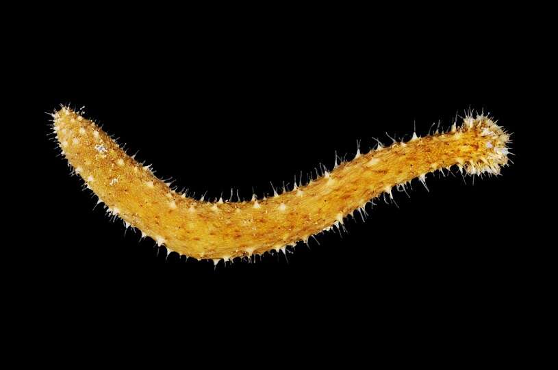 Image of Sea cucumber