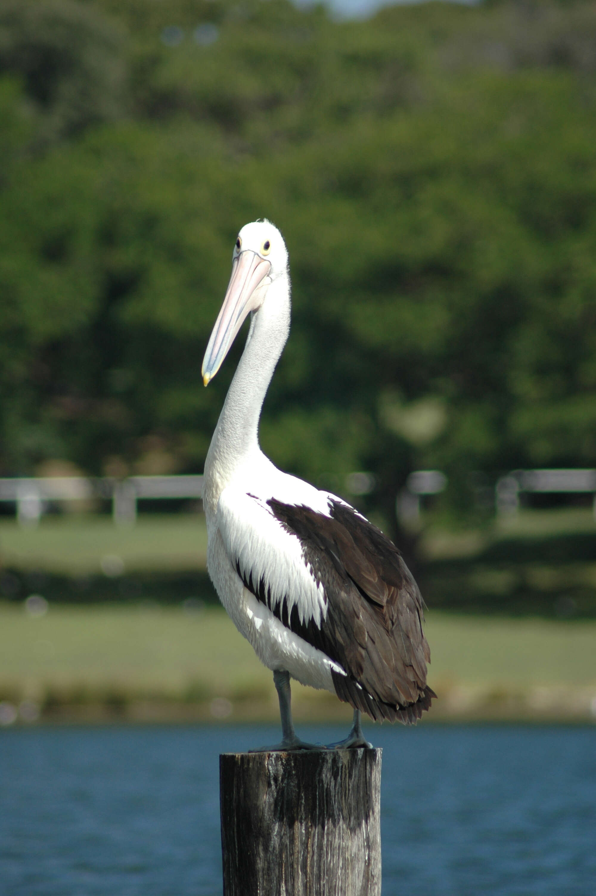 Image of Australian Pelican