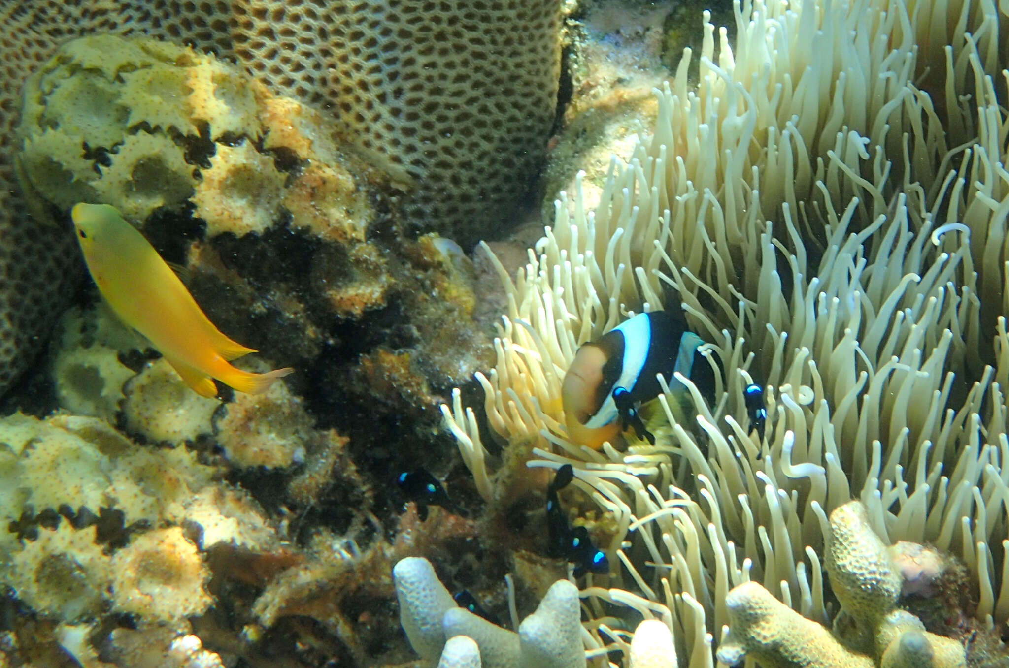 Image of Clark's anemonefish