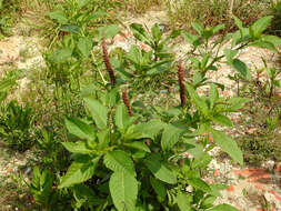 Image of Mexican pokeweed