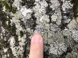 Image of Griffith's cliostomum lichen