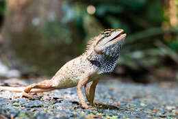 Image of Forest Crested Agama