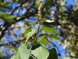 Image of Croton morifolius Willd.