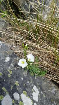 Imagem de Linum monogynum Forst. fil.