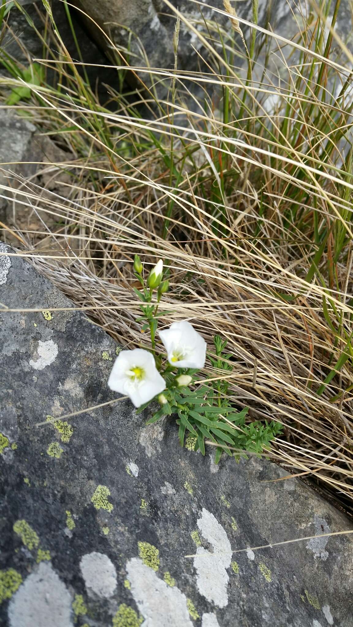 Image of Linum monogynum Forst. fil.