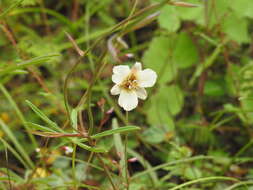 Image of <i>Calochortus ownbeyi</i>