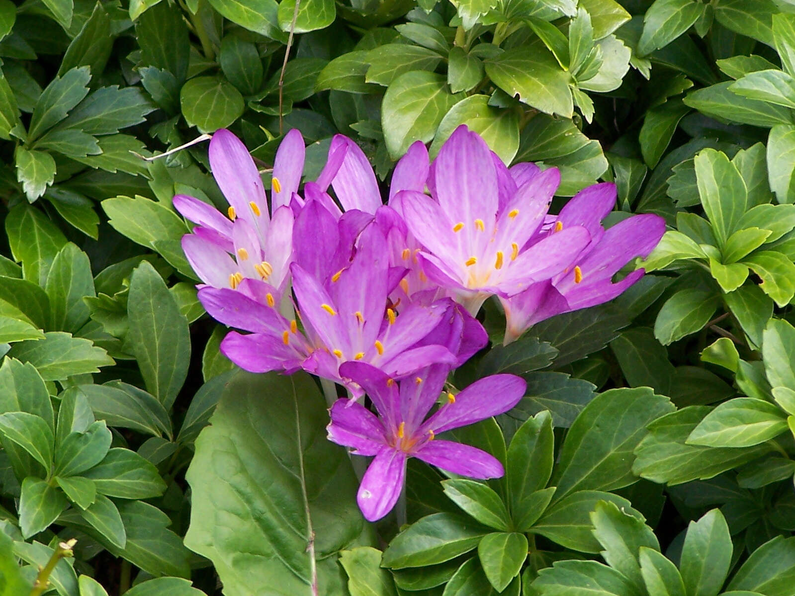 Image of Autumn crocus