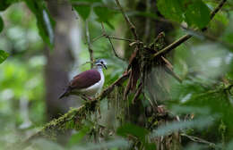 Image of Saphire Quail Dove