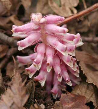 Image of common toothwort