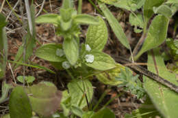 Sivun Sideritis romana subsp. curvidens (Stapf) Holmboe kuva