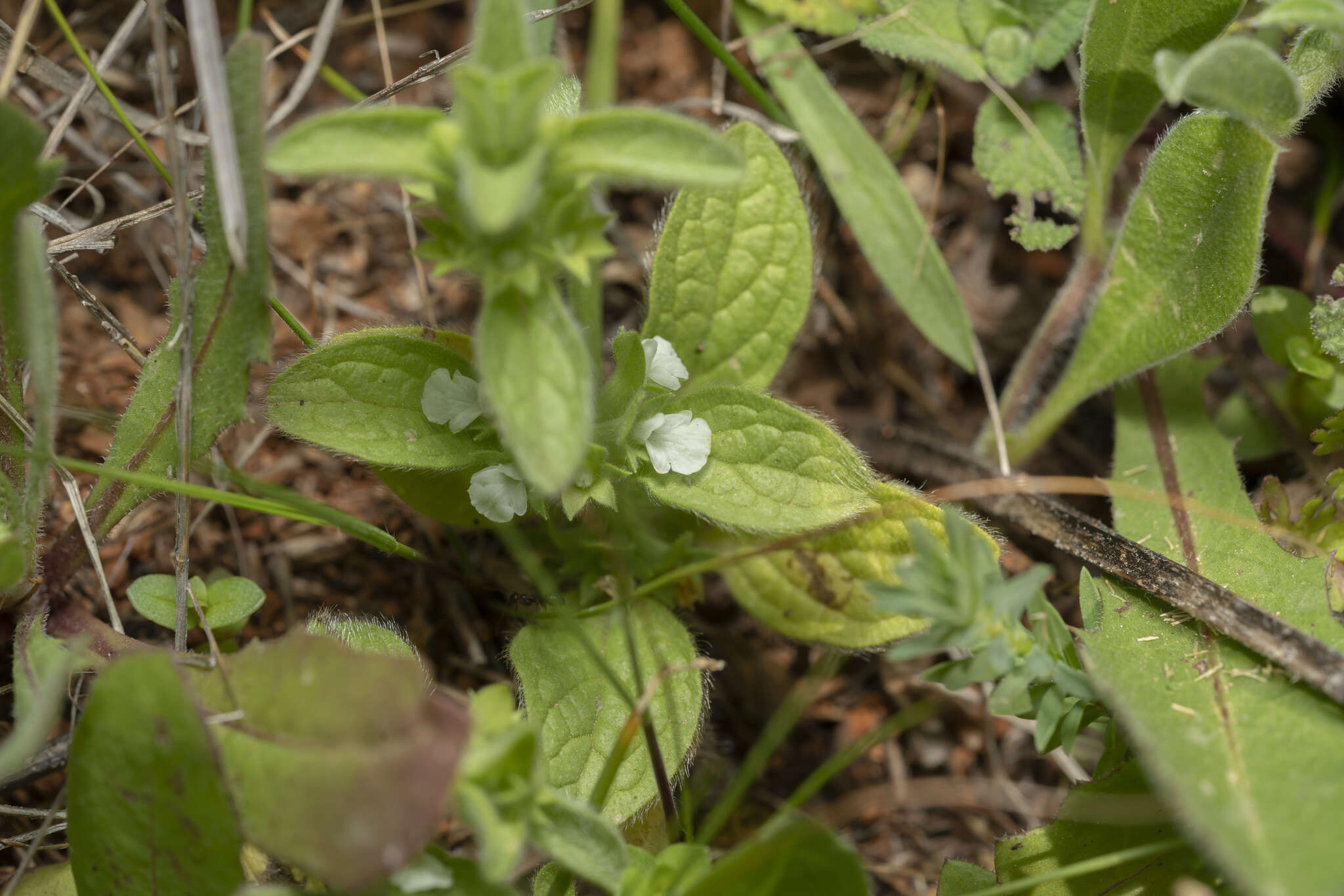 Image of Sideritis romana subsp. curvidens (Stapf) Holmboe