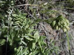 Image of Crassula ciliata L.