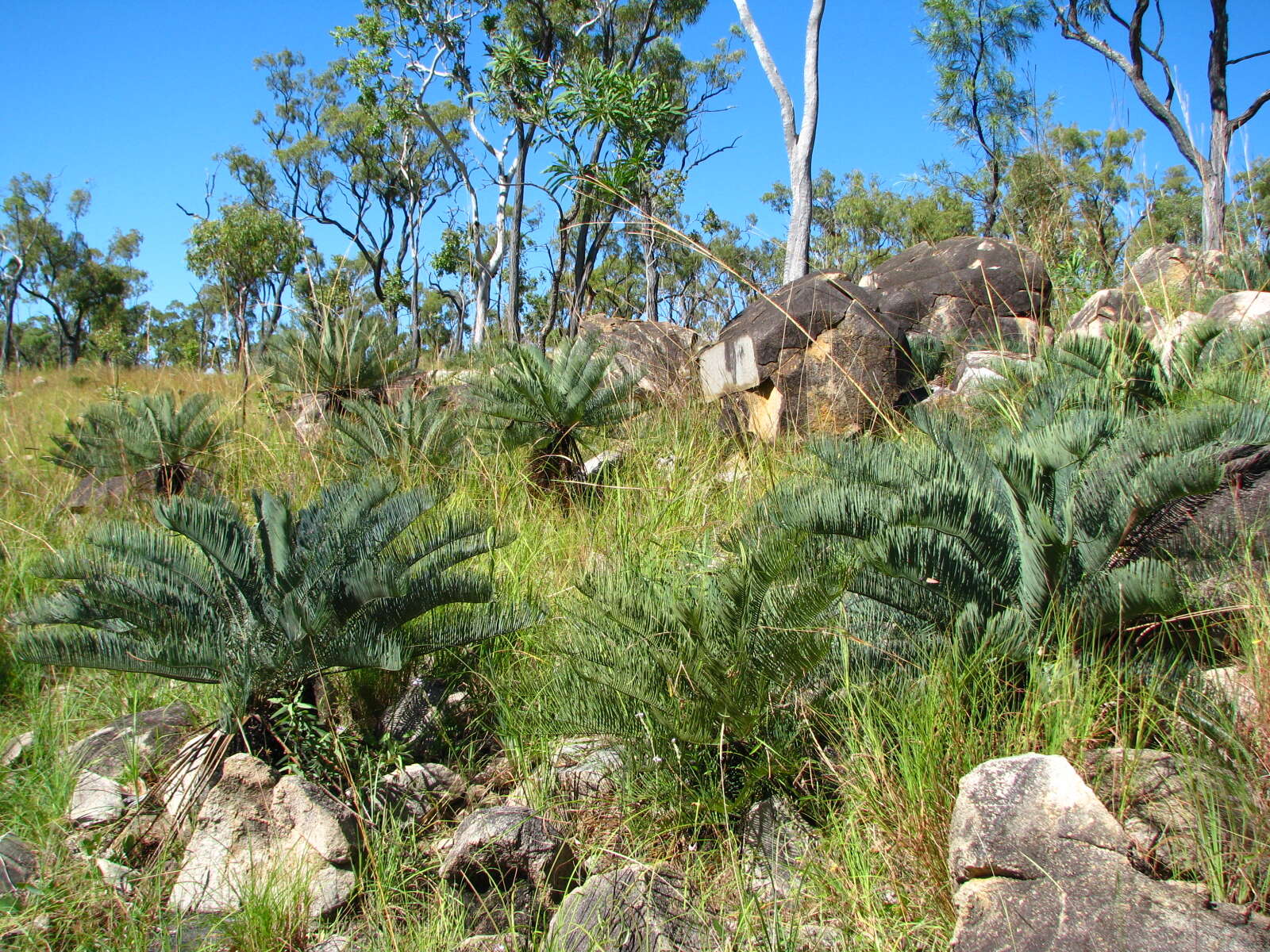 Image of Cycad