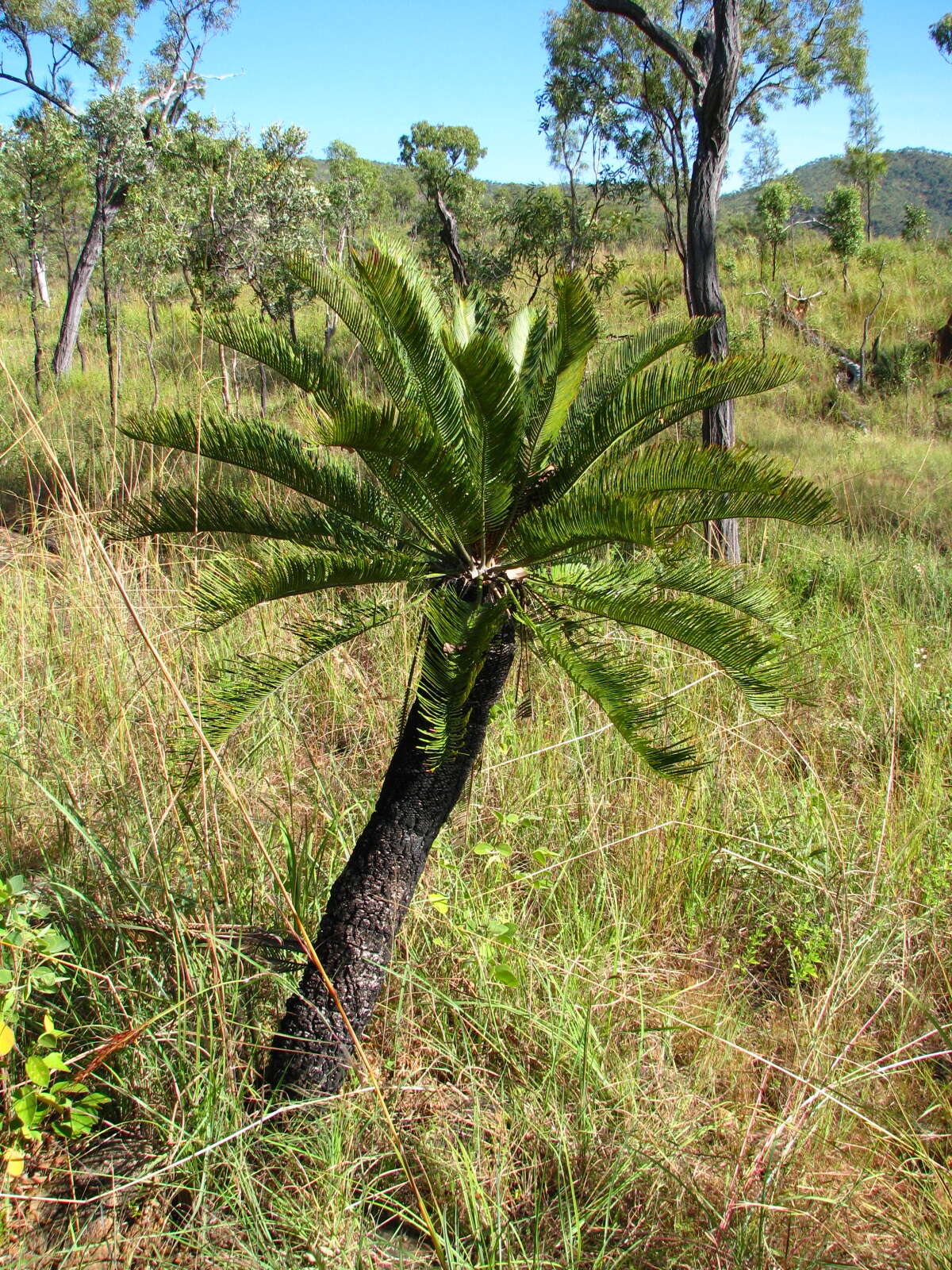 Image of Cycad